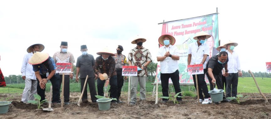 Tanam Perdana, Nanang Harap Pisang Barangan Merah Jadi Komoditi Unggulan Di Lamsel