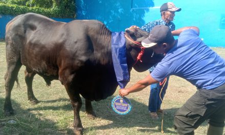 Walikota Eva Dwiana Salurkan 93 Hewan Qurban