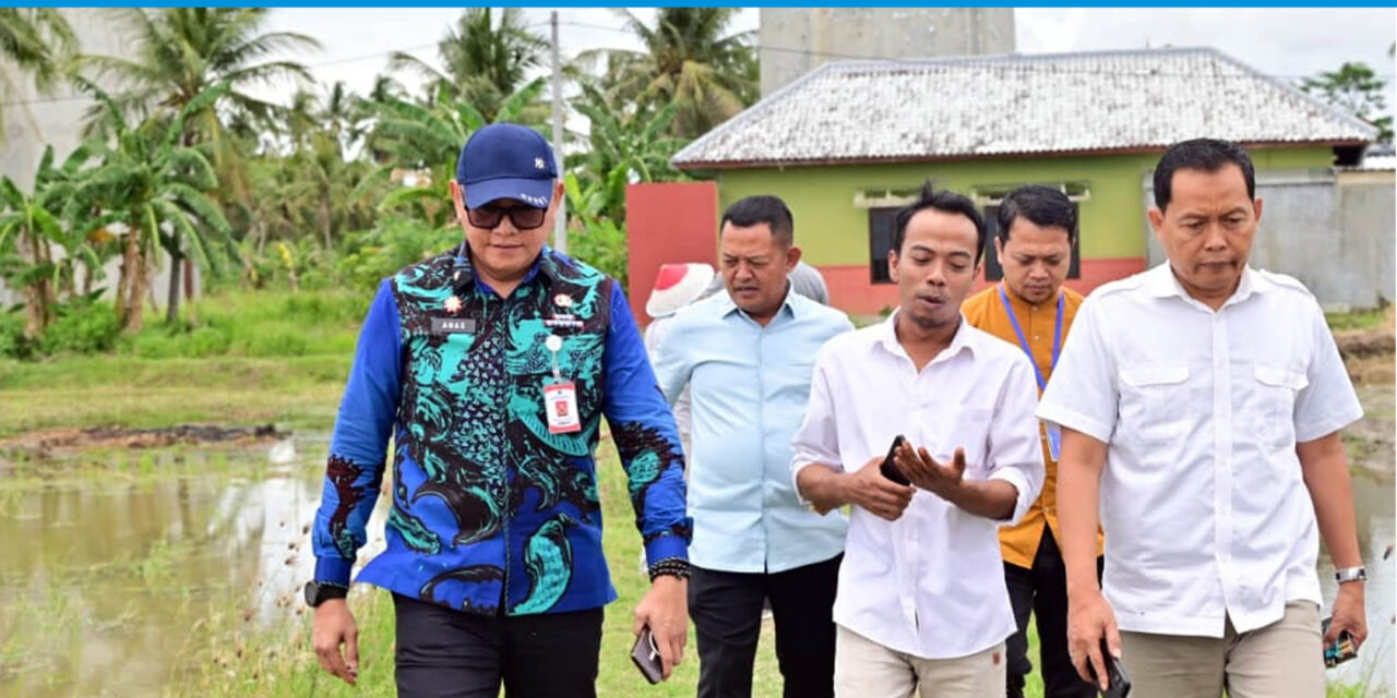 Padi Biosalin, Inovasi Cerdas Ubah Tambak Asin Jadi Sawah Produktif di Lampung Selatan