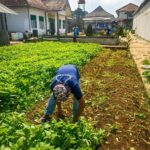Panen Kangkung Berkelanjutan, Lapas Kotaagung Perkuat Pembinaan Kemandirian