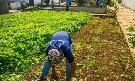 Panen Kangkung Berkelanjutan, Lapas Kotaagung Perkuat Pembinaan Kemandirian