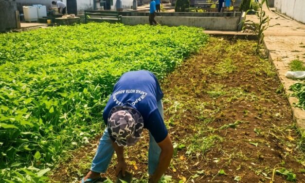 Panen Kangkung Berkelanjutan, Lapas Kotaagung Perkuat Pembinaan Kemandirian