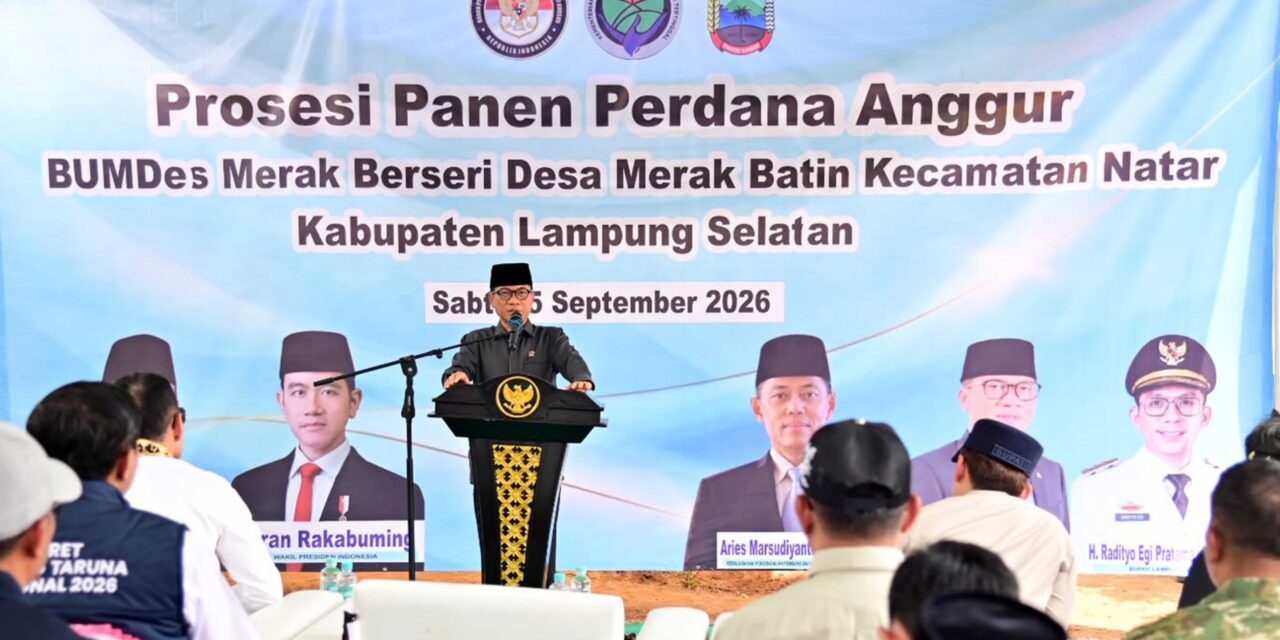 Kebun Anggur BUMDes Merak Batin Curi Perhatian Mendes PDT, Harapan Baru Ekonomi Warga Mulai Berbuah