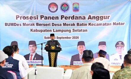 Kebun Anggur BUMDes Merak Batin Curi Perhatian Mendes PDT, Harapan Baru Ekonomi Warga Mulai Berbuah